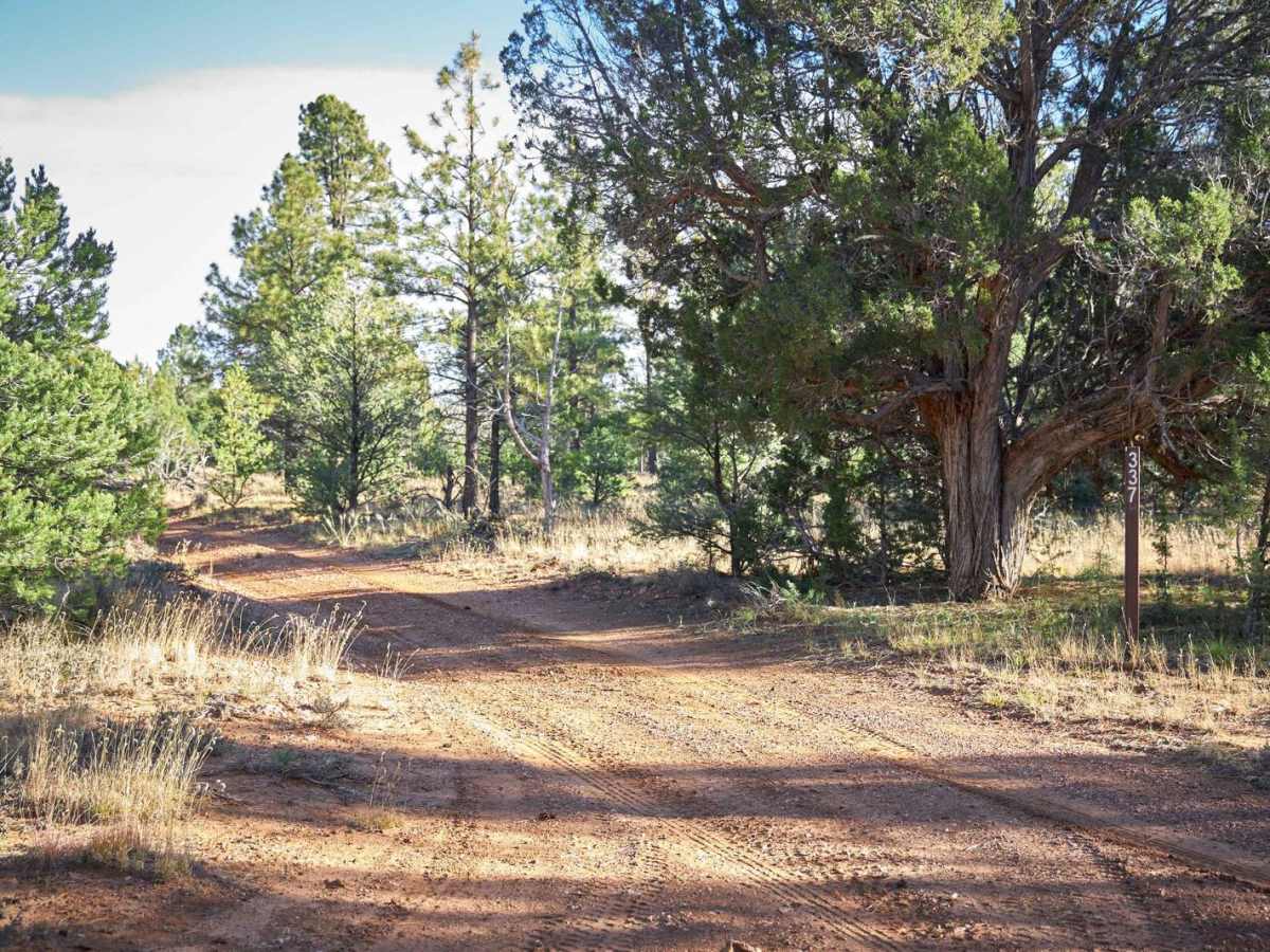 FR 337 trail photo