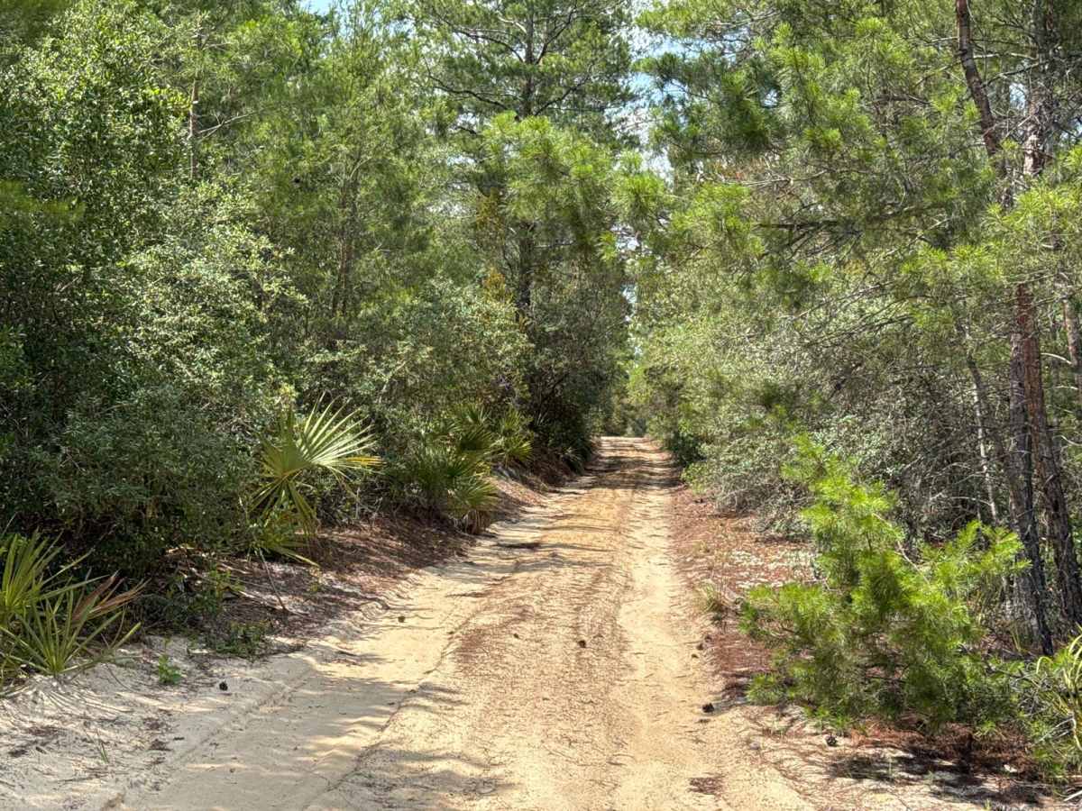 Ocala National Forest 40-14.6 photo 5