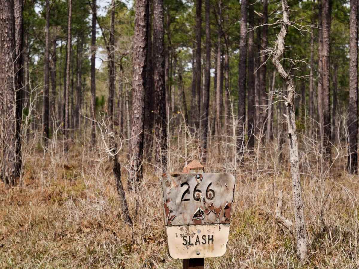 Slash Road - FSR226 trail photo