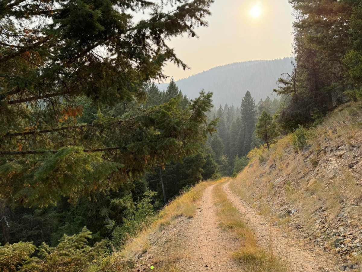 Timber trail photo