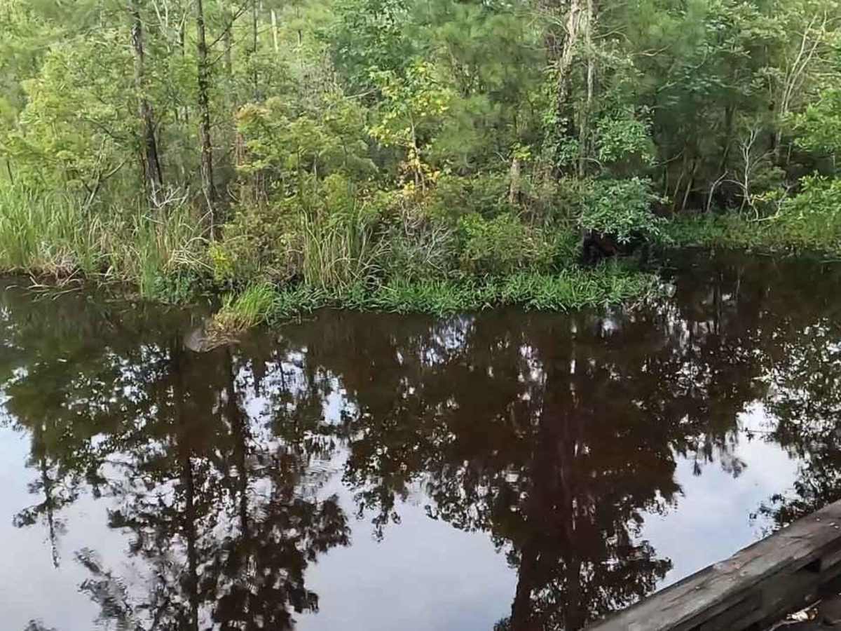 Alligator River National Wildlife Refuge photo 2