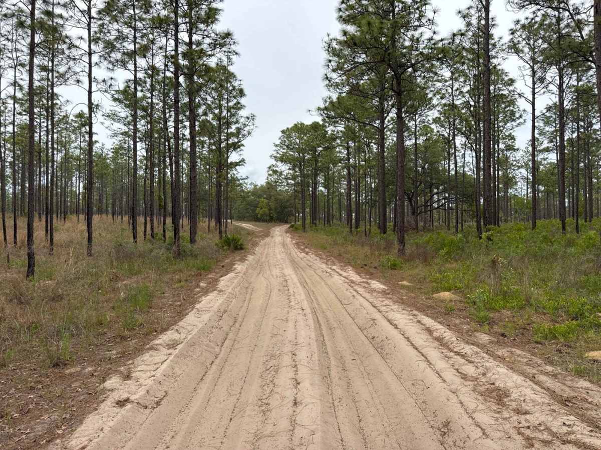 Ocala National Forest 63 photo 5