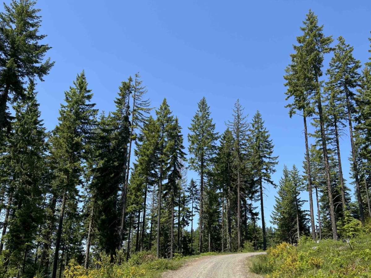 Rubble Creek trail photo