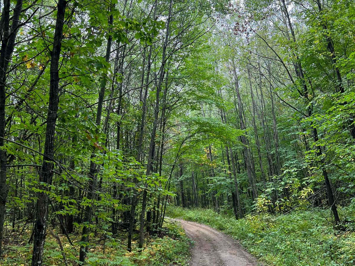 Bull Moose Trail photo 3