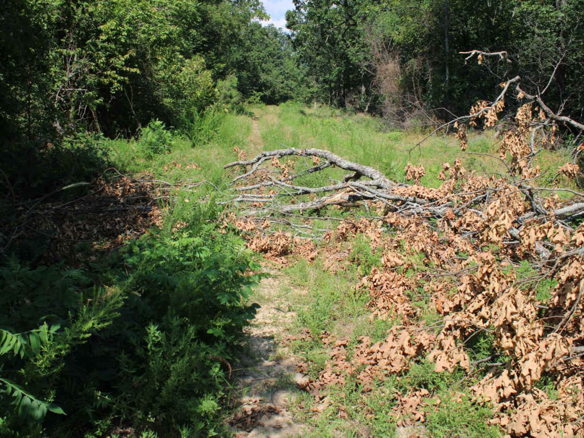 Dutch Creek Mountain Road - Nature Takes Over photo 6