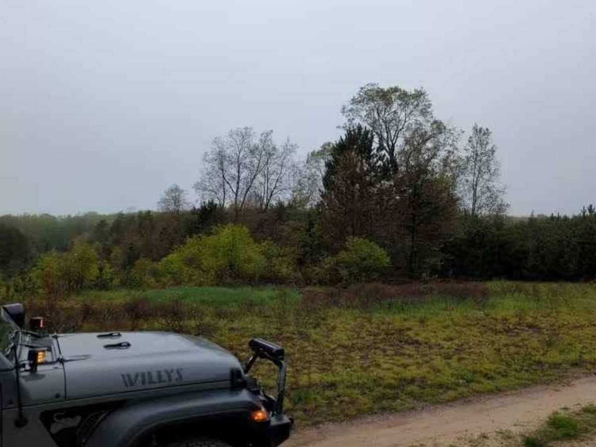 Striped Forest Trail photo 2