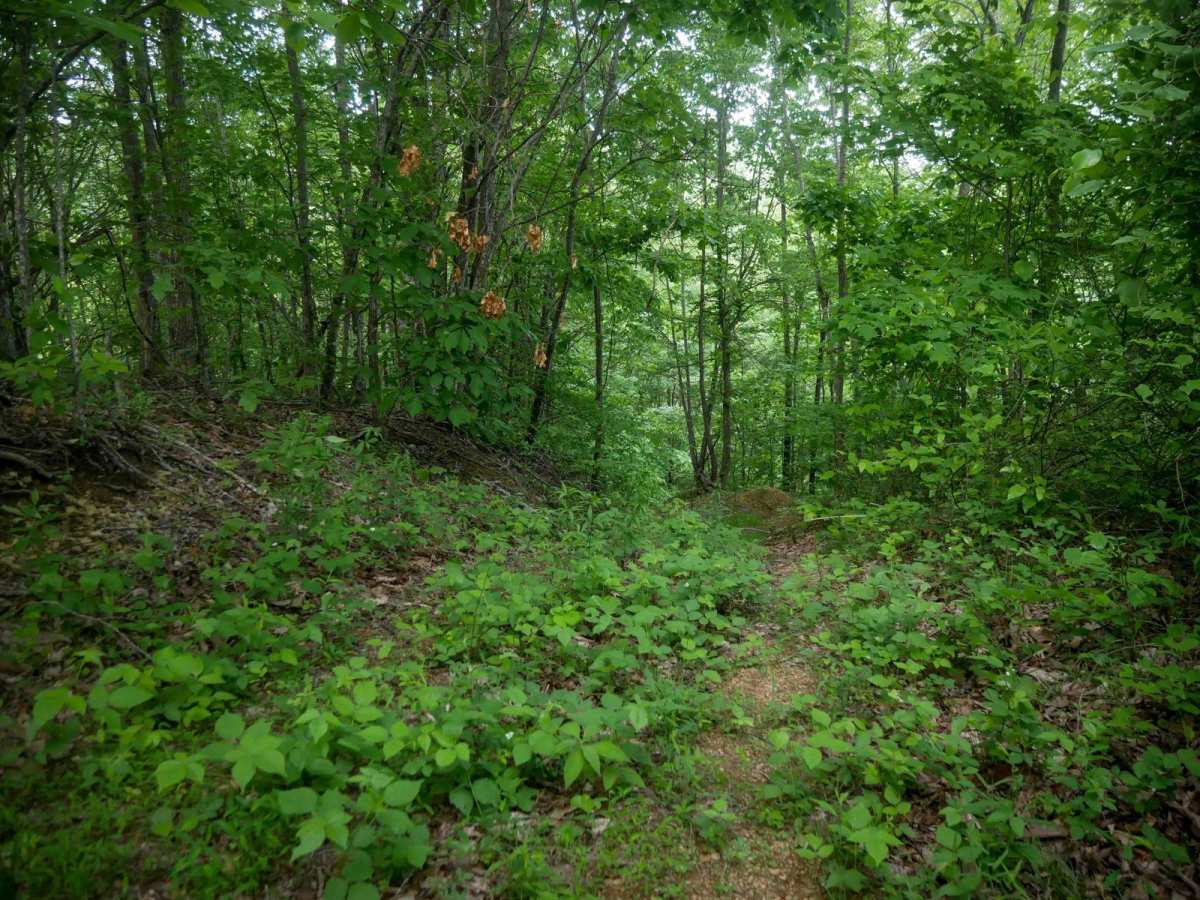 MV54 trail photo