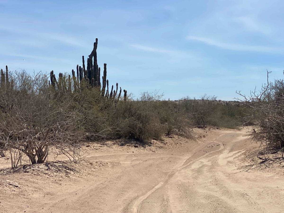 El Tepetate photo 6