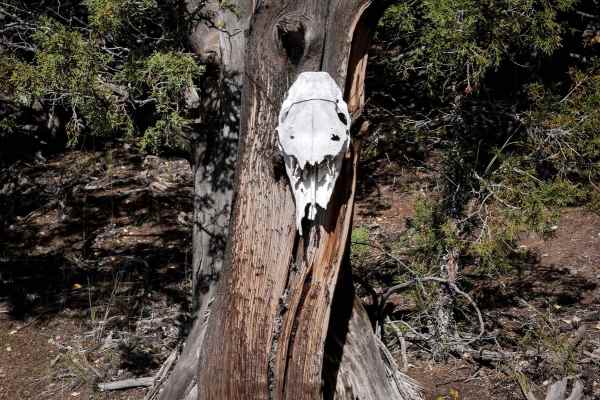 Skull Pass