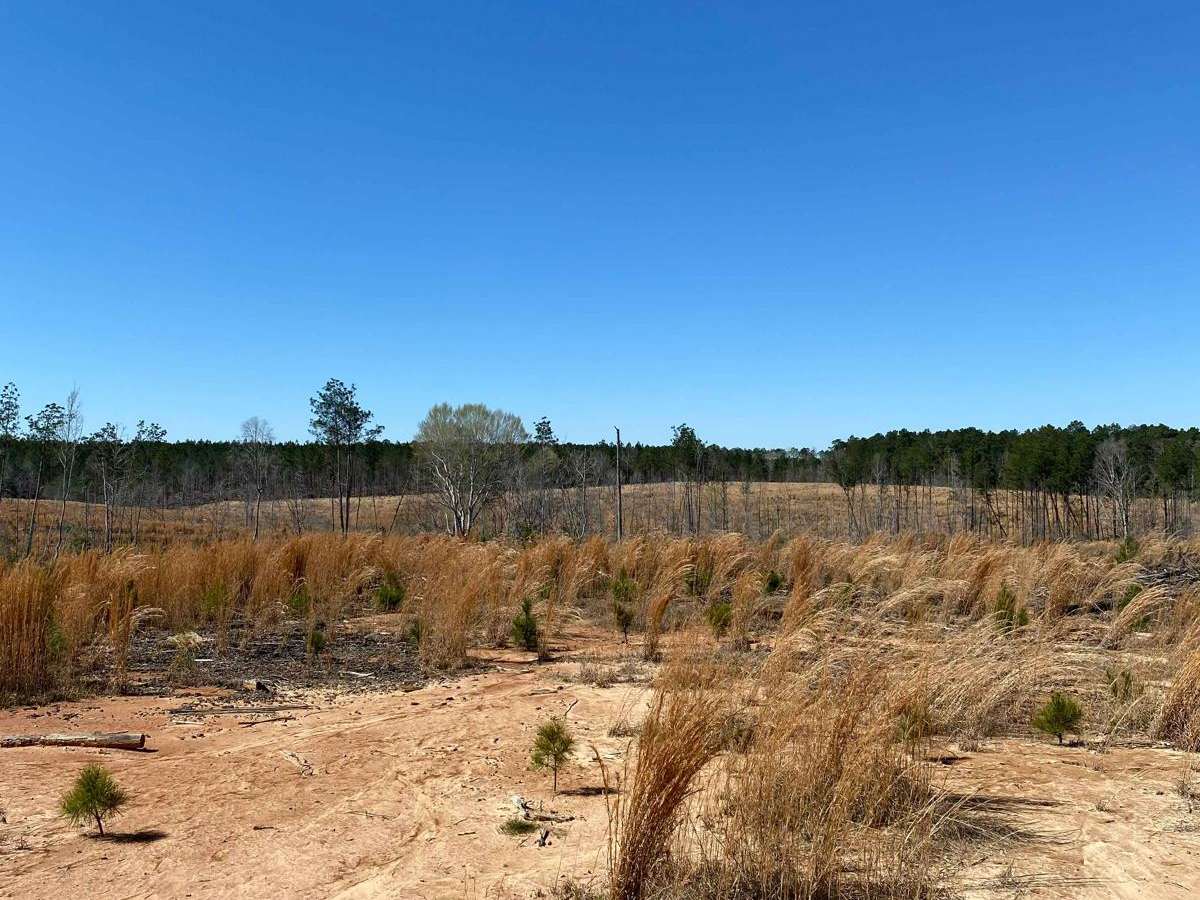 Jackson Parish Line Trail photo 5