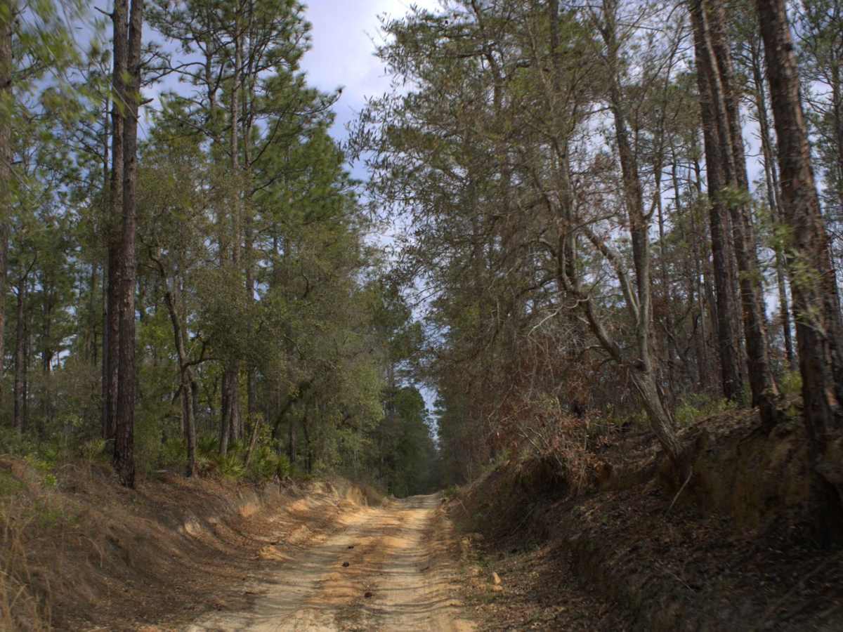 Citrus Wildlife Management | Trail 17 photo 6