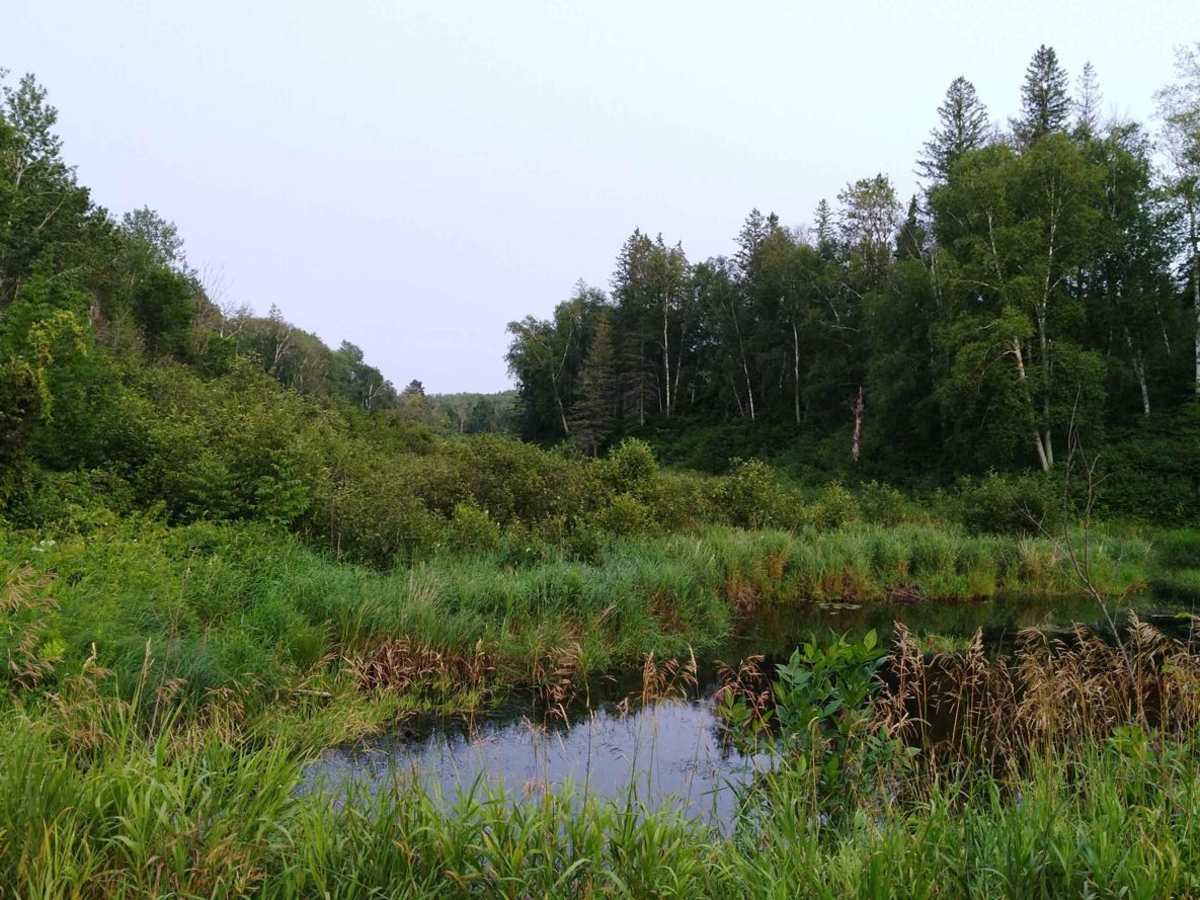 Pikus Forest Road / County Road 58 photo 4