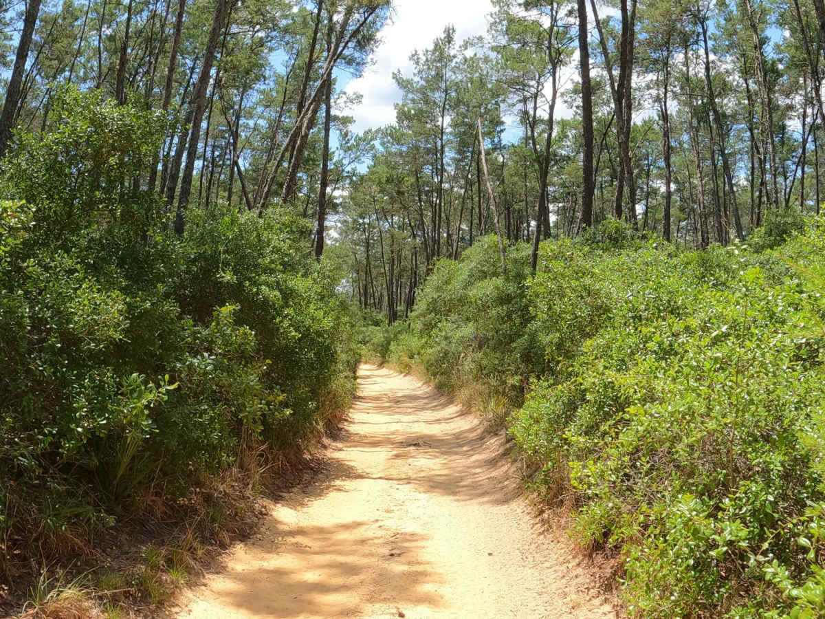 Hog Valley Trail photo 5