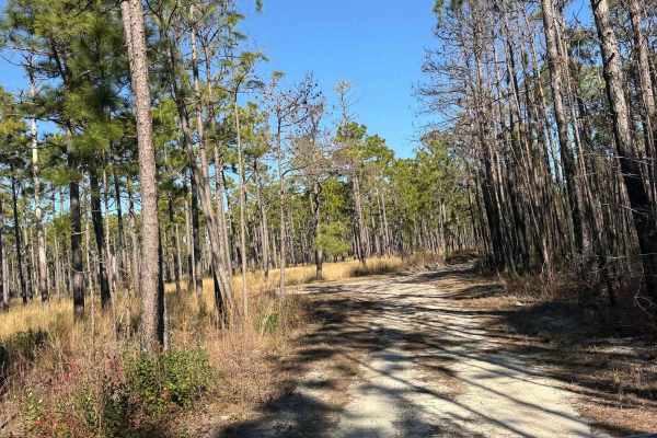 Pettiford Creek Main Trail