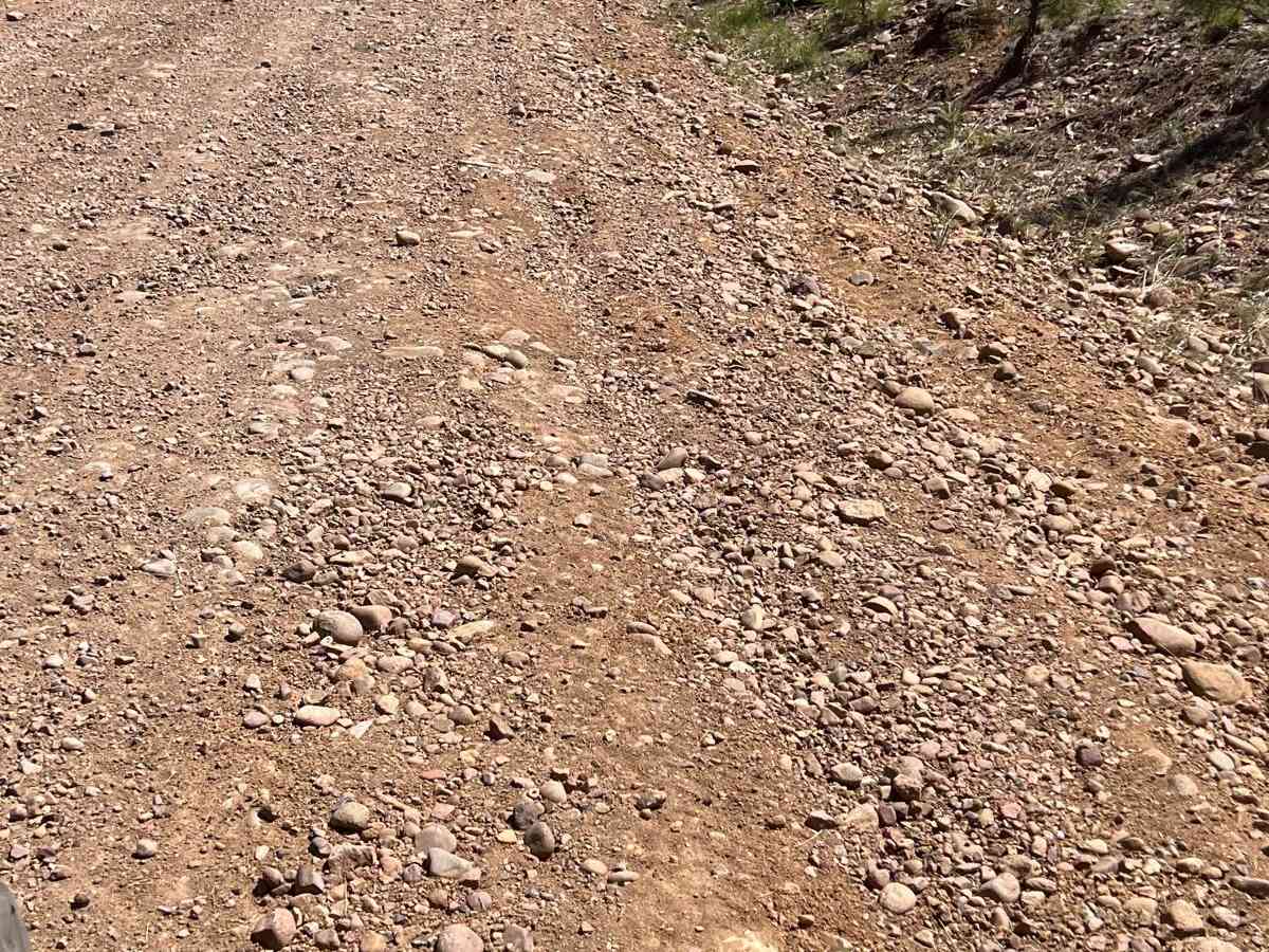 Young Pondo Pine Path photo 2