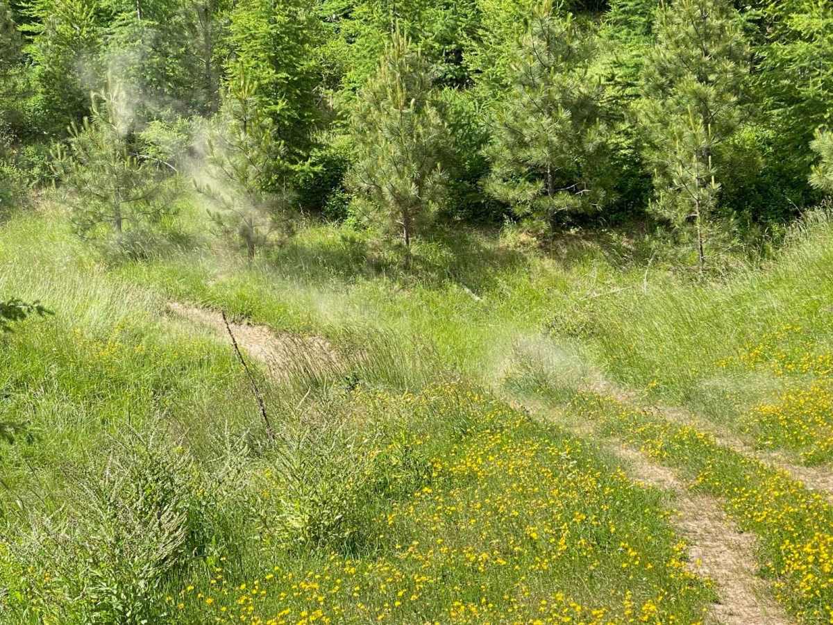 Ruby Creek C trail photo