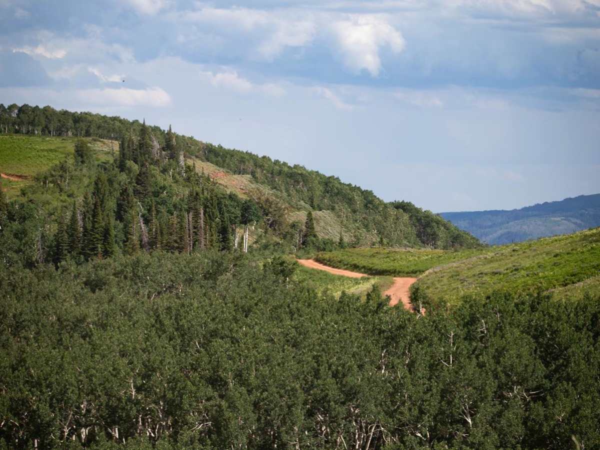 Strawberry Ridge - FR 70135 photo 4