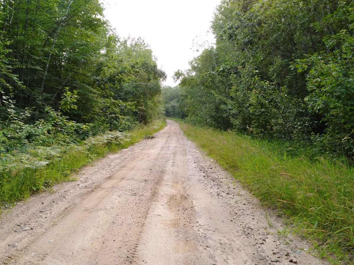 Pikus Forest Road / County Road 58 trail photo