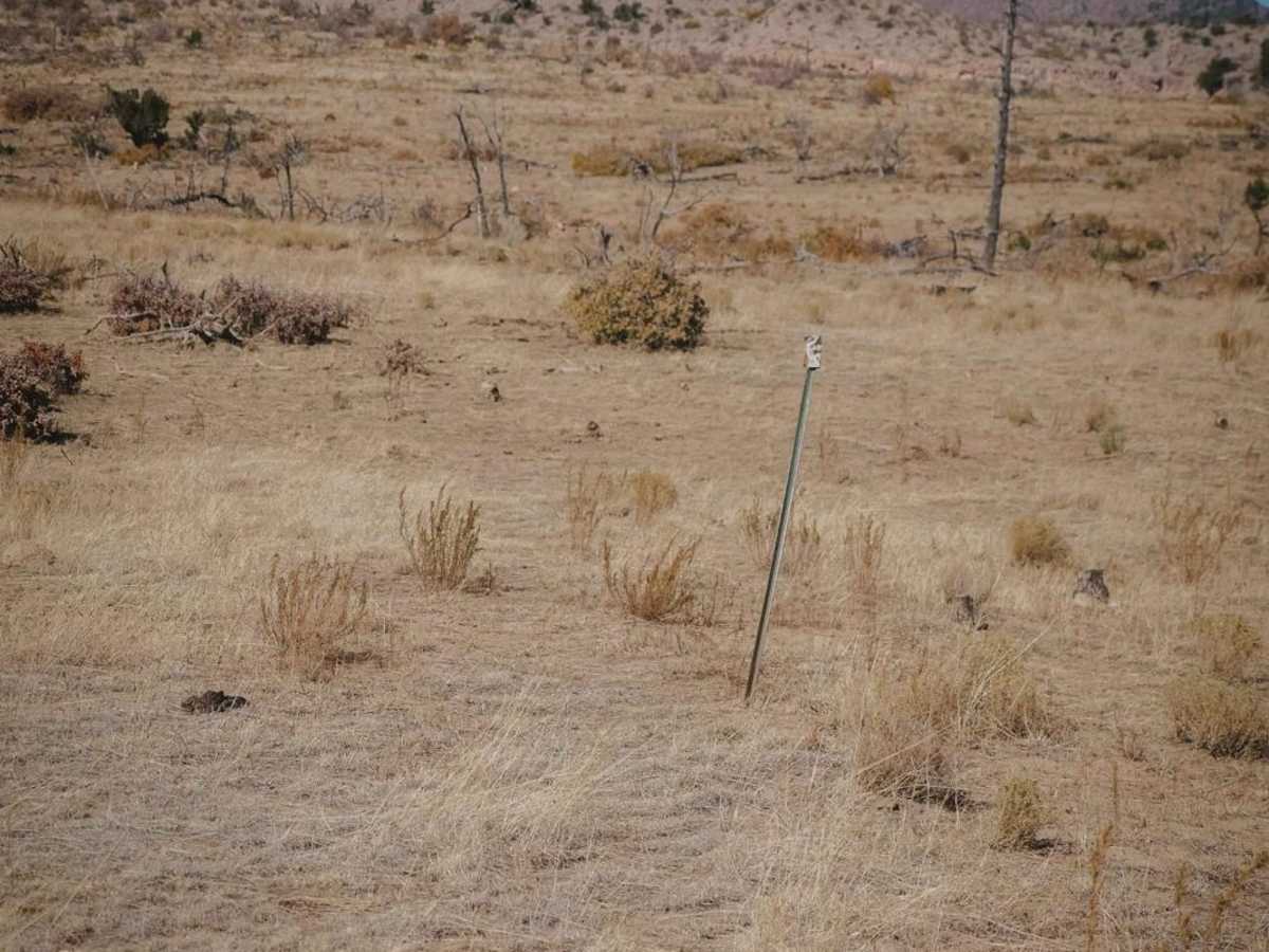 Mule Train trail photo