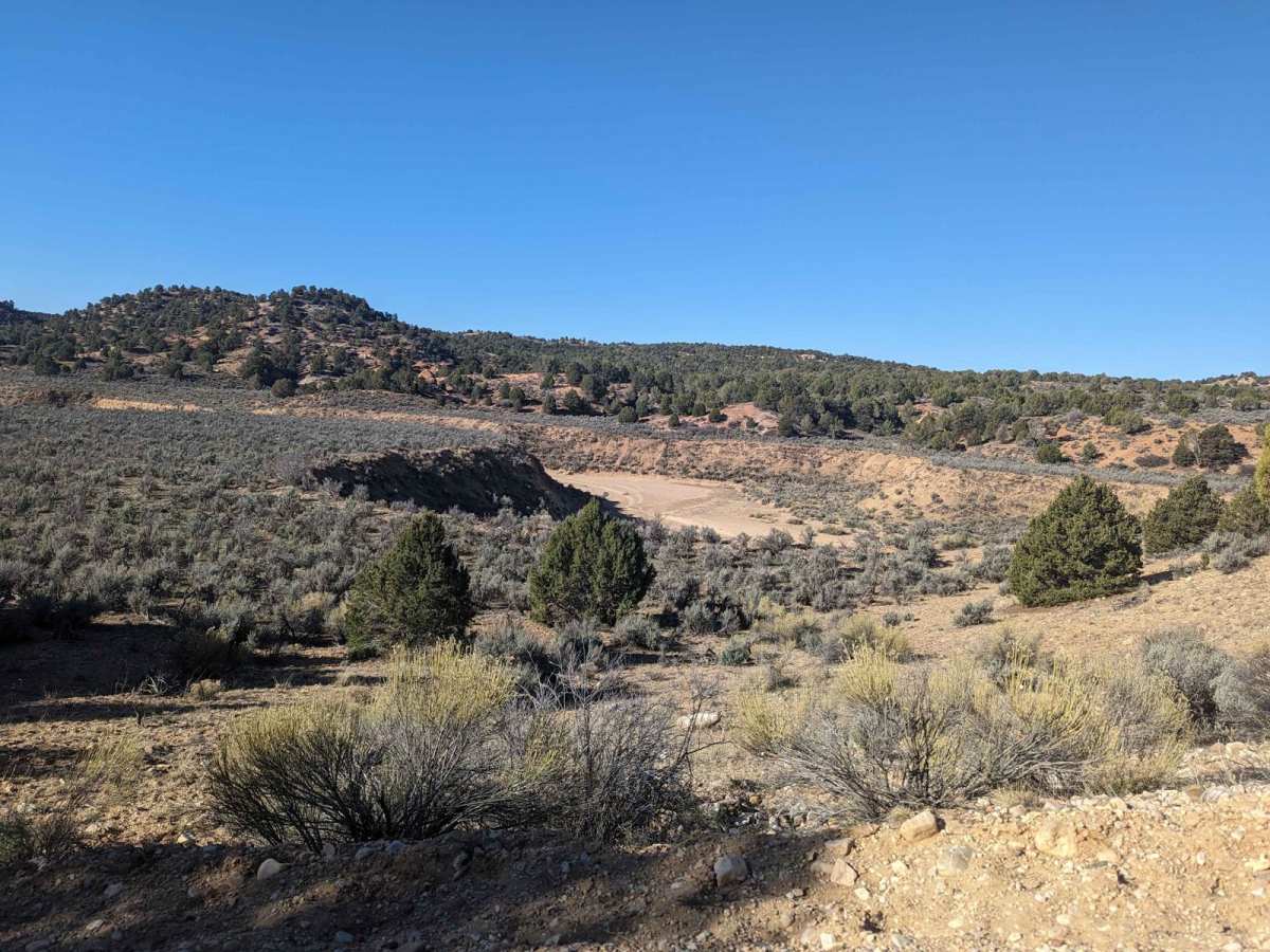BLM 558/Inchworm photo 4