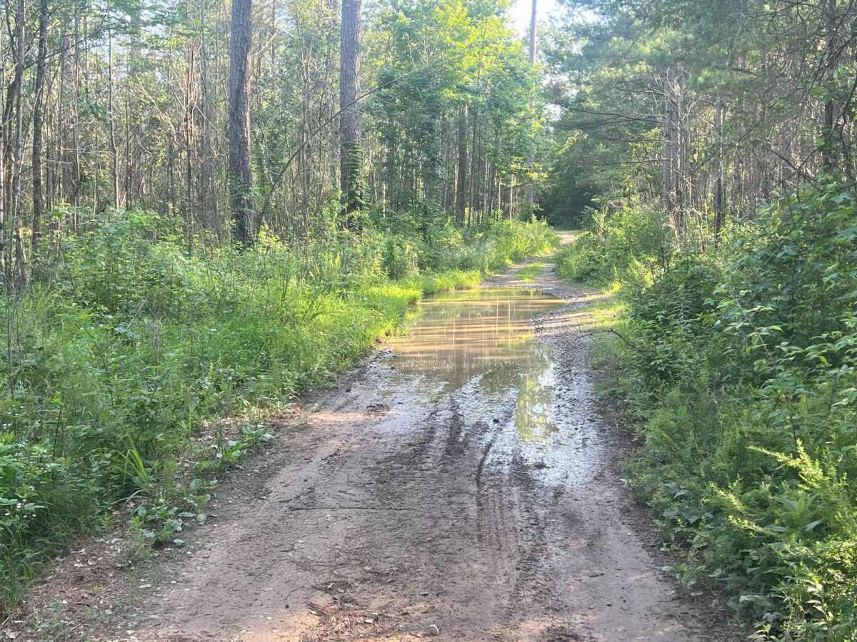 Strawberry Mountain - Forest Road 260 photo 3