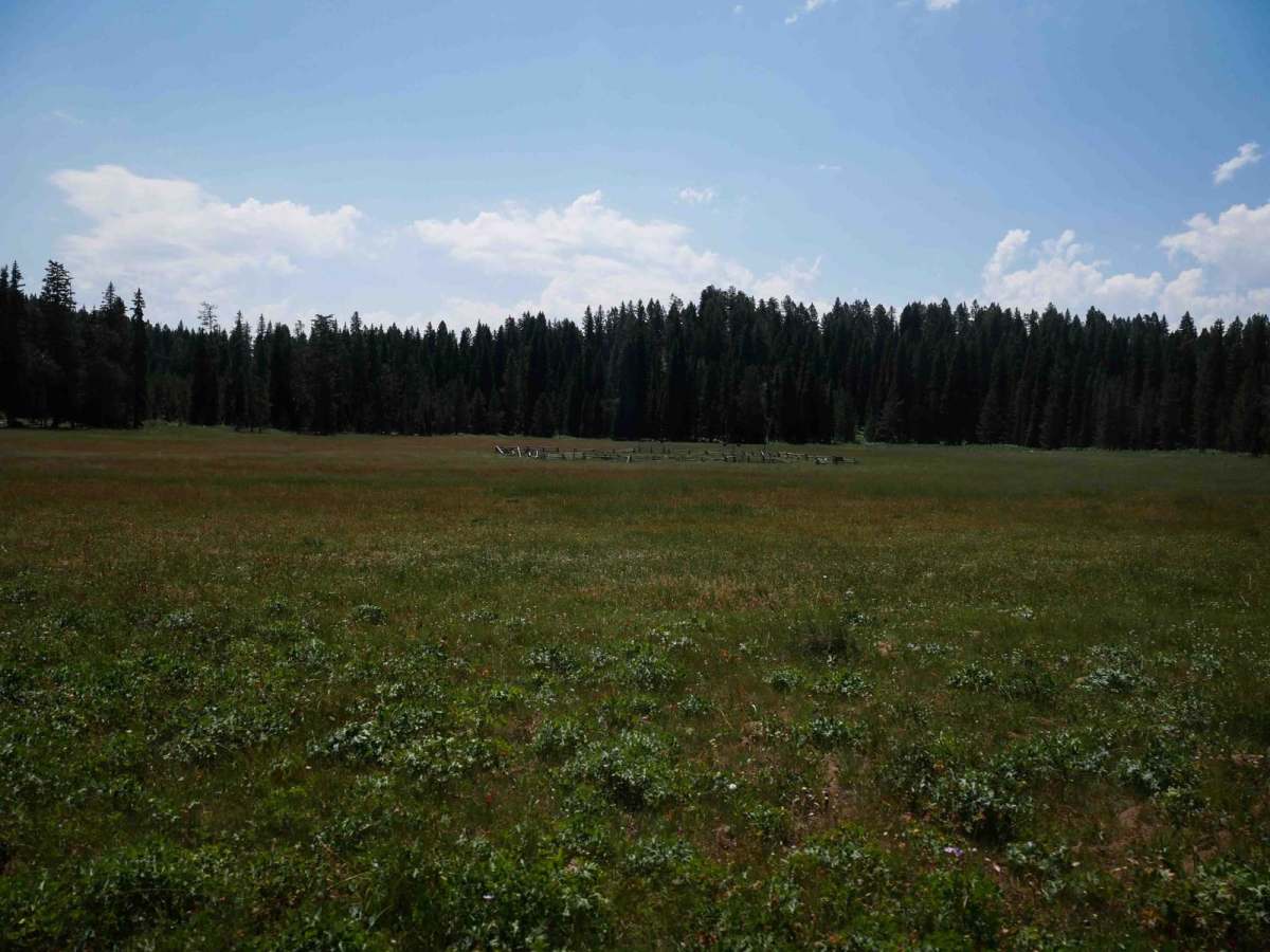 Moonlight Meadow #3404 photo 3
