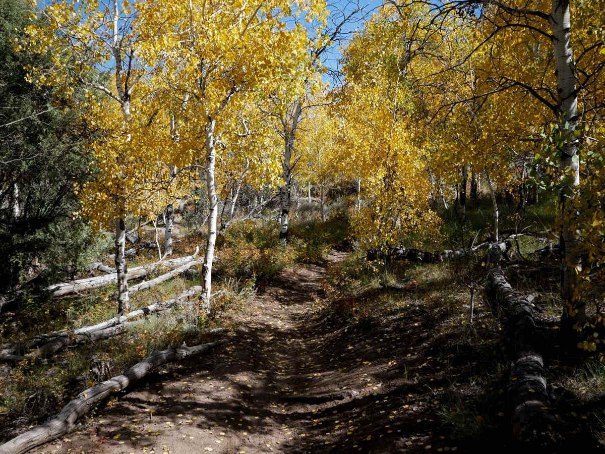 Enchanted Forest photo 4
