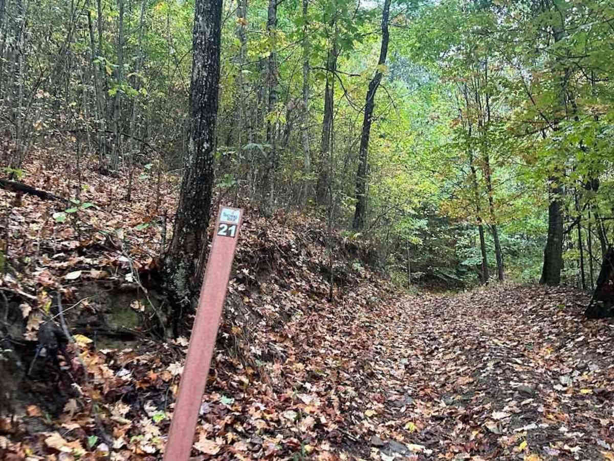 B/21 Blue trail photo