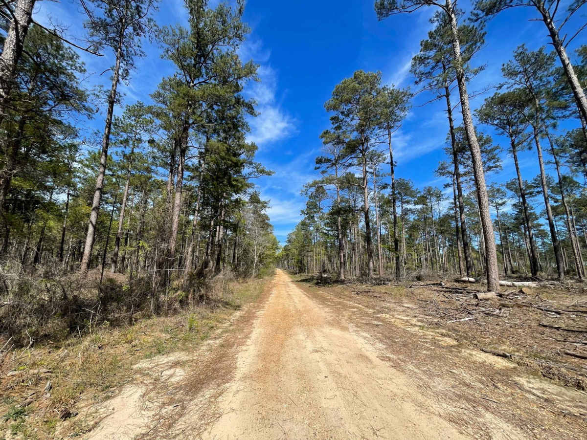 Longleaf Route trail photo