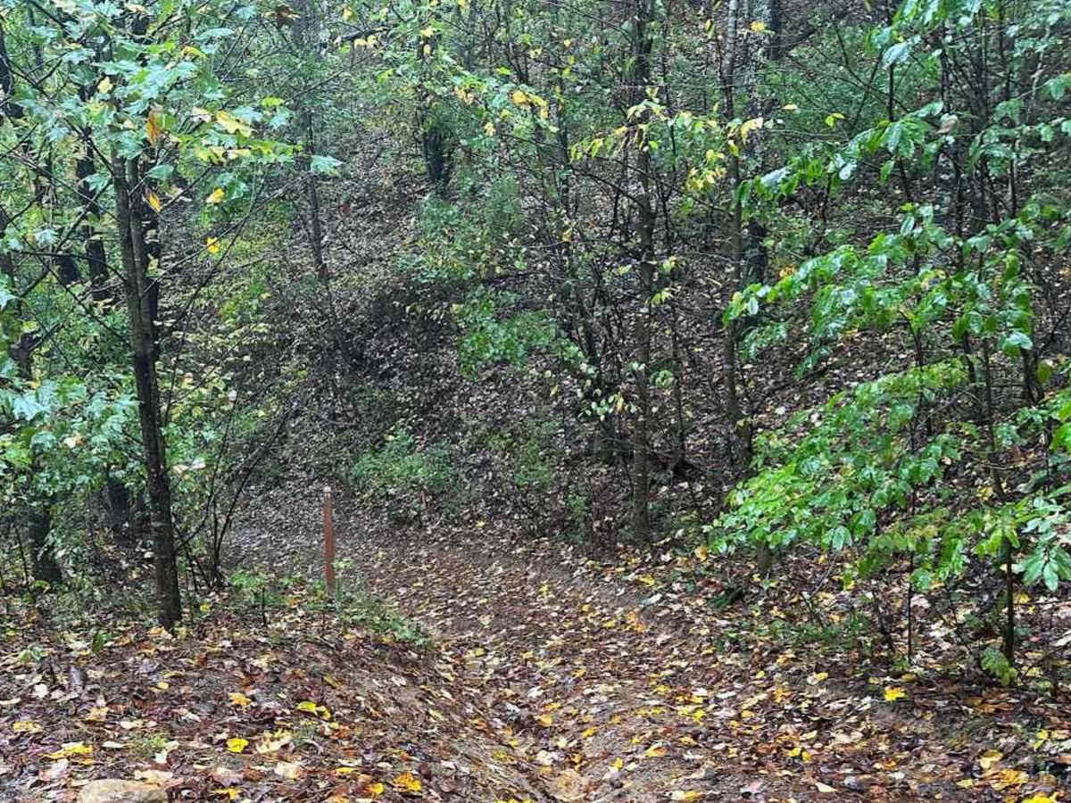 75 Black trail photo