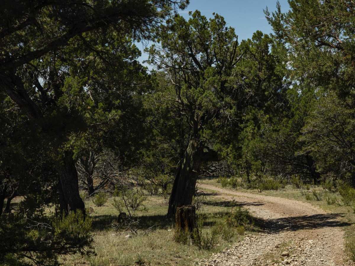 The Wooded Curve photo 6