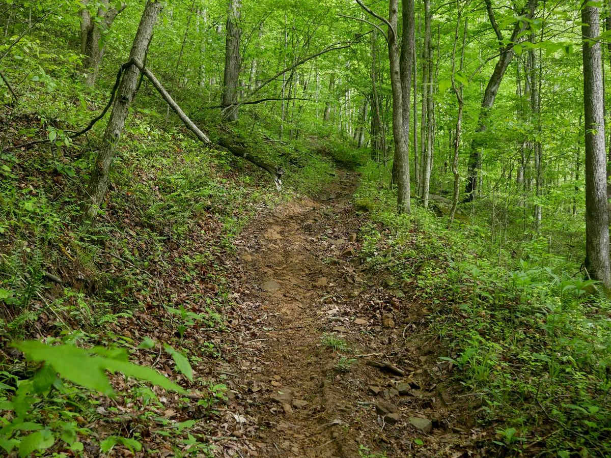 IB 163 photo 2