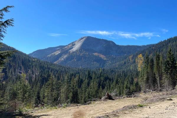 Myrtle Creek 633