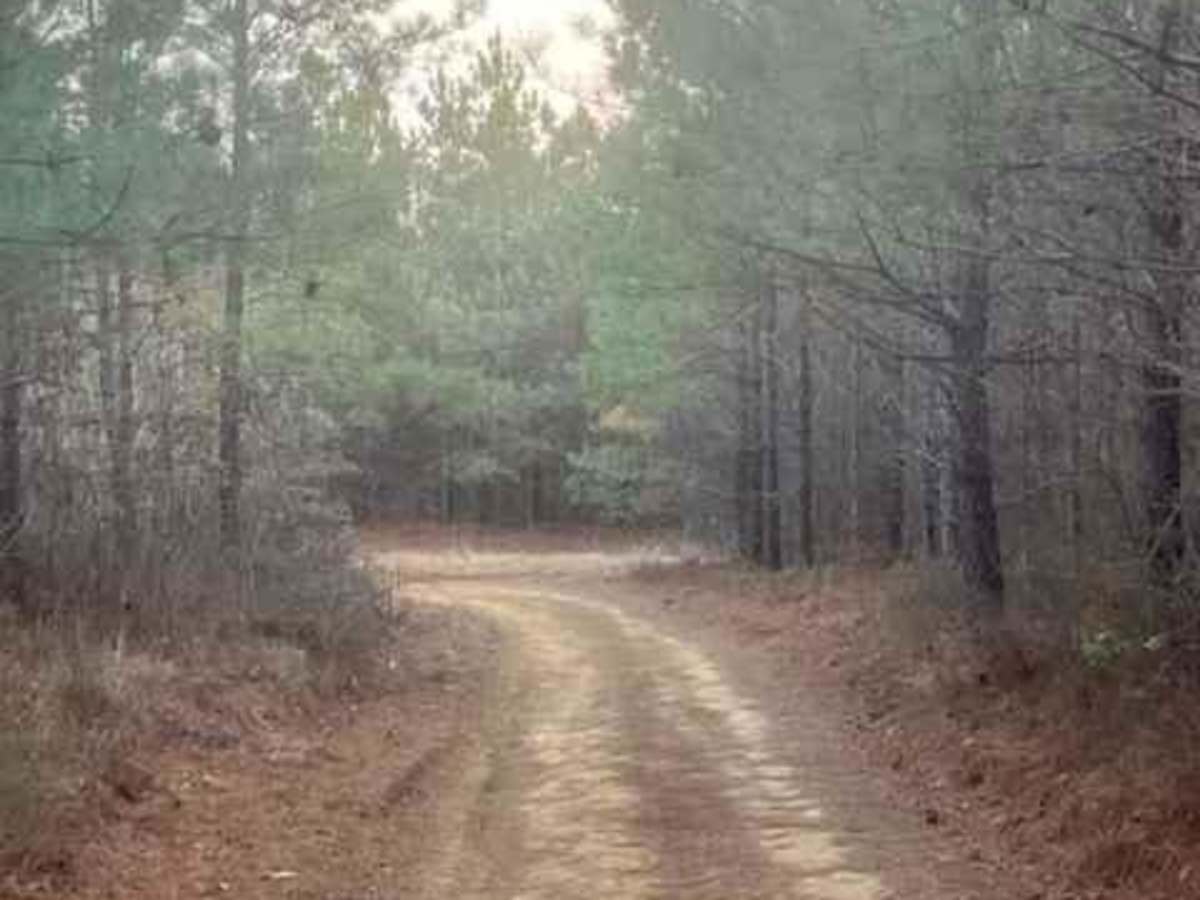 Coalmont Trail 11 Green photo 5