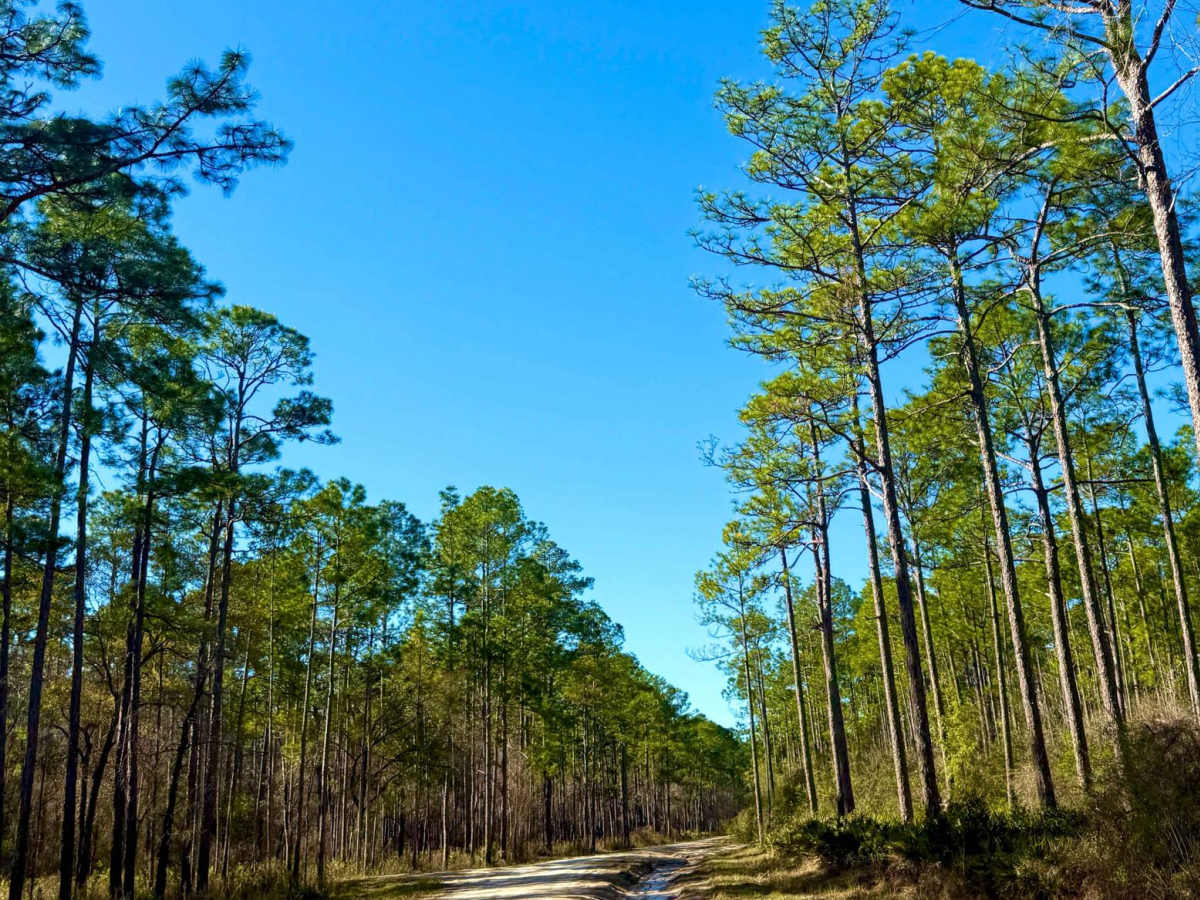 Buckhorn North - FS 360 photo 6