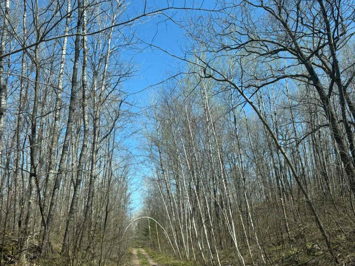 Jack Pine Camp Road photo 4