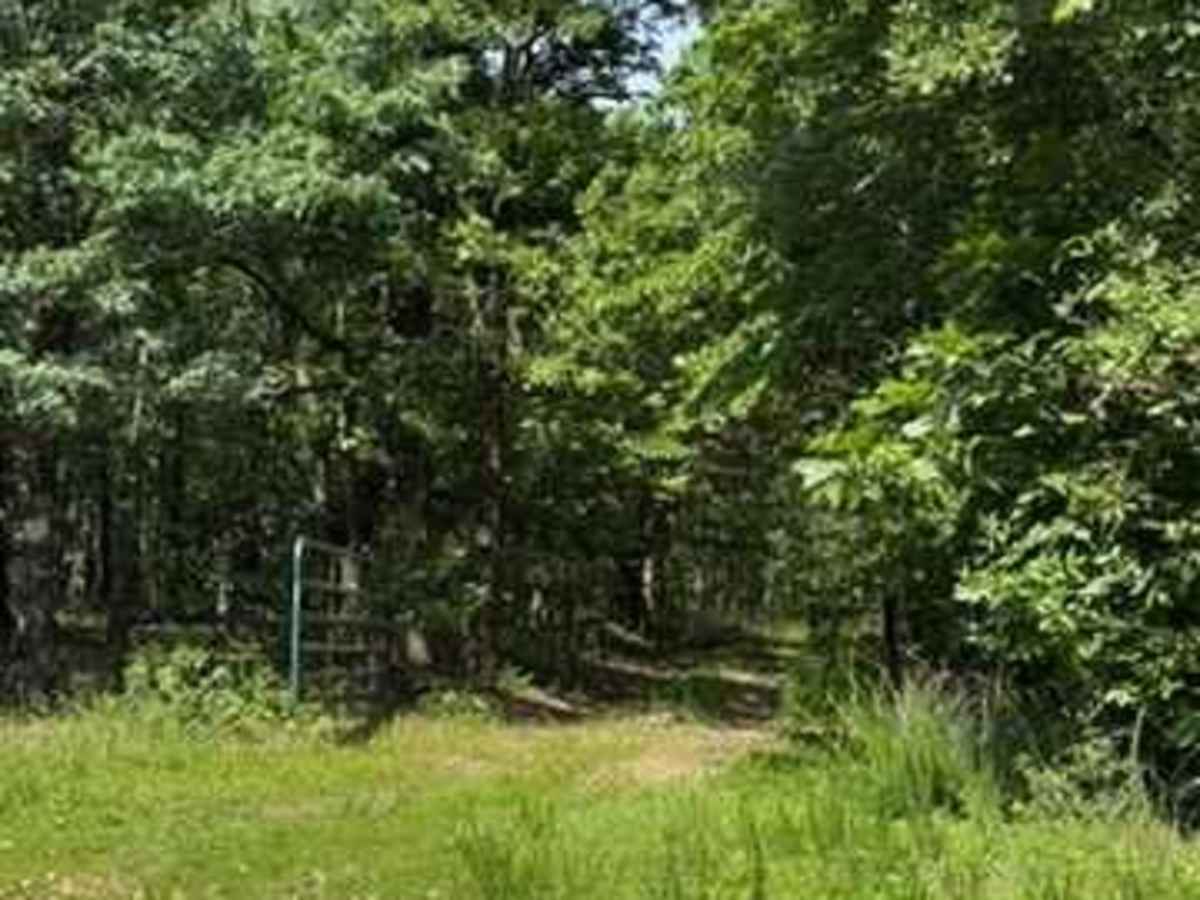 Jackson's Trail trail photo