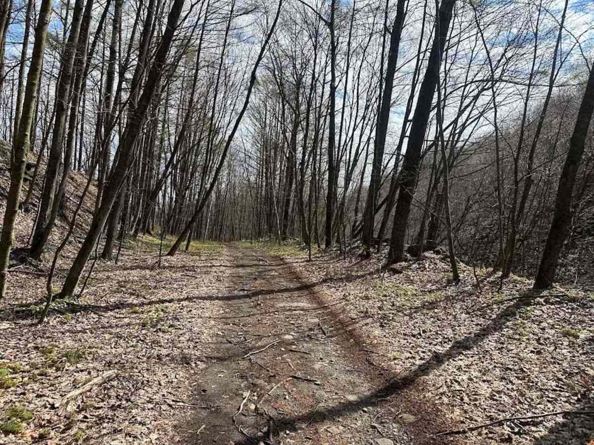 Ashland 115 photo 6