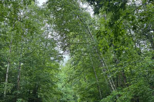 Forest Road 2329