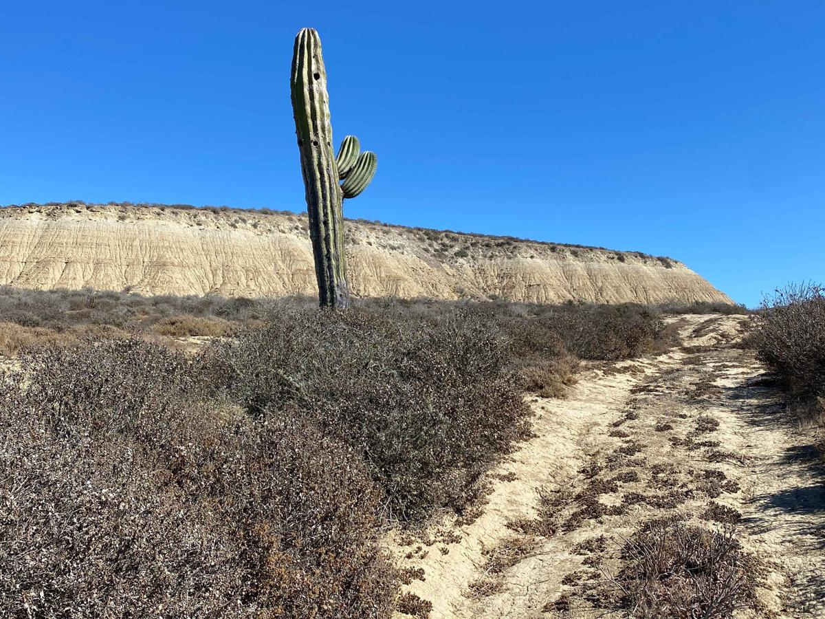 Mesa Redondo trail photo