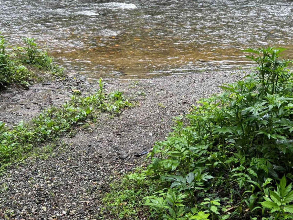 Cooper Creek FS Road 33 photo 6