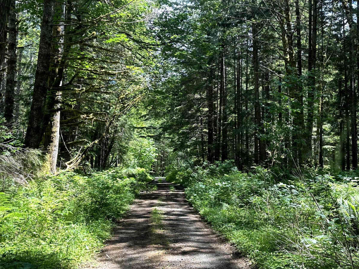 West Wynoochee Lake Trail photo 4