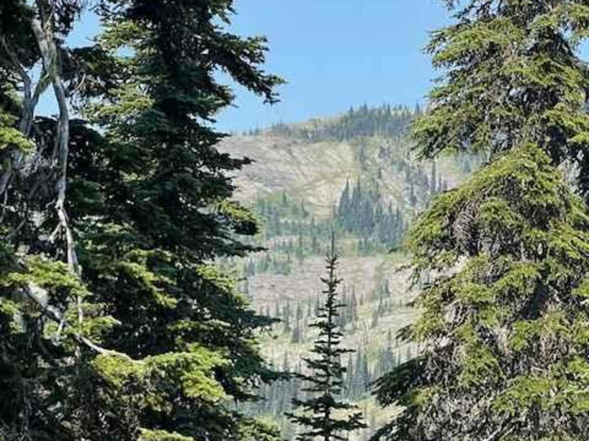 Alpine #7 photo 5