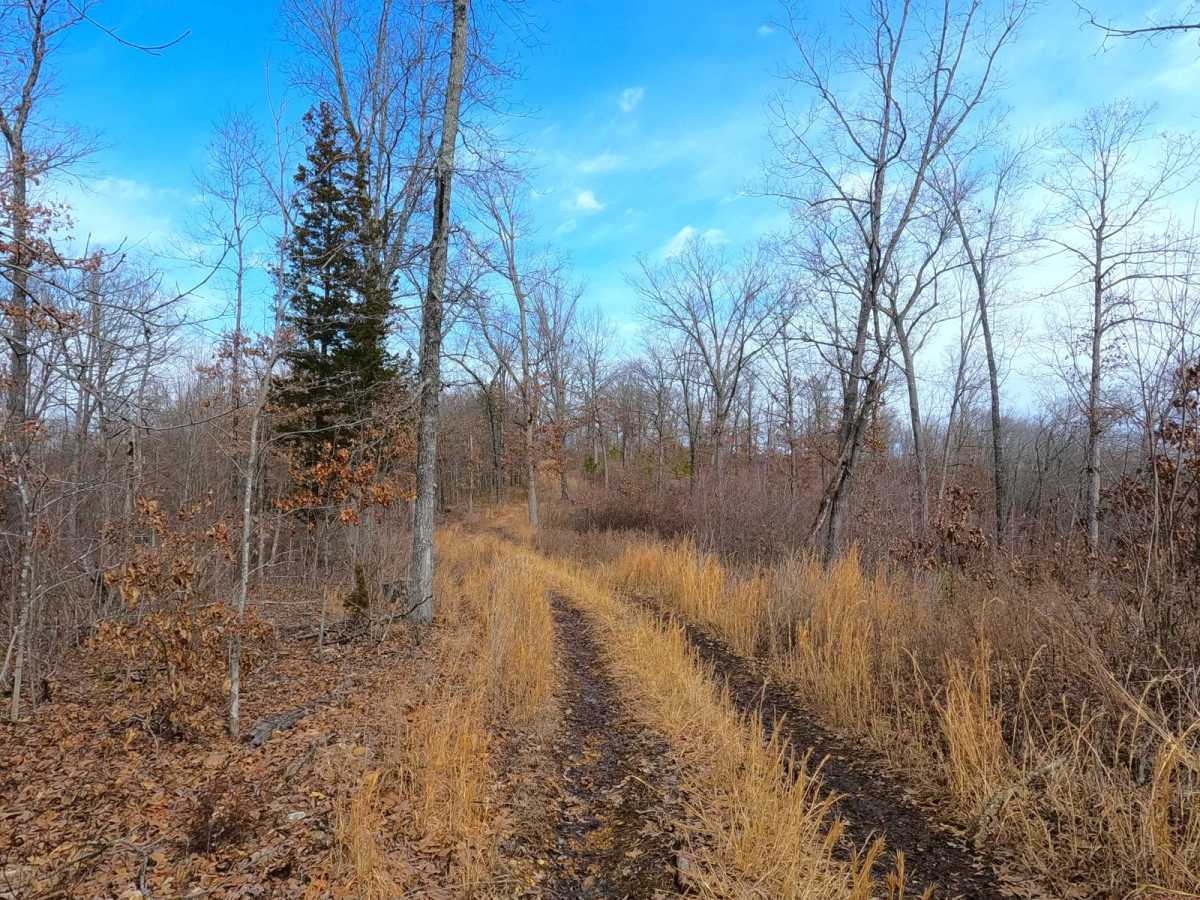Witch Hazel - FS 2914 photo 5