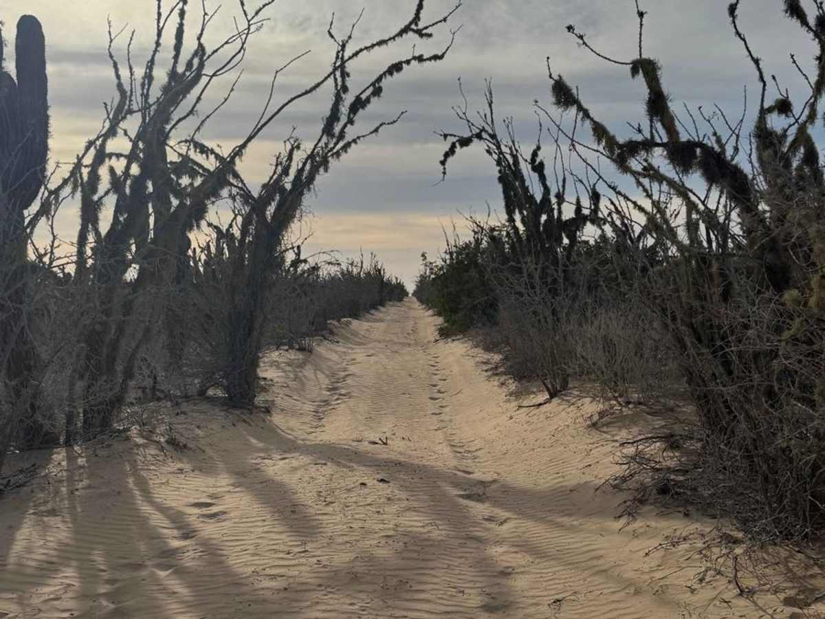 Magdelena Bay Crossover photo 4