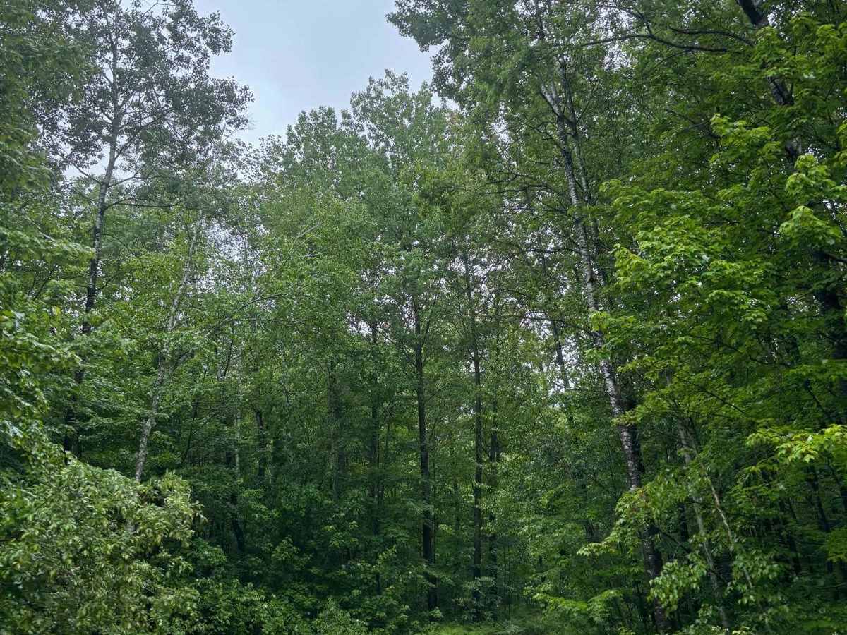 Forest Road 2329 photo 2