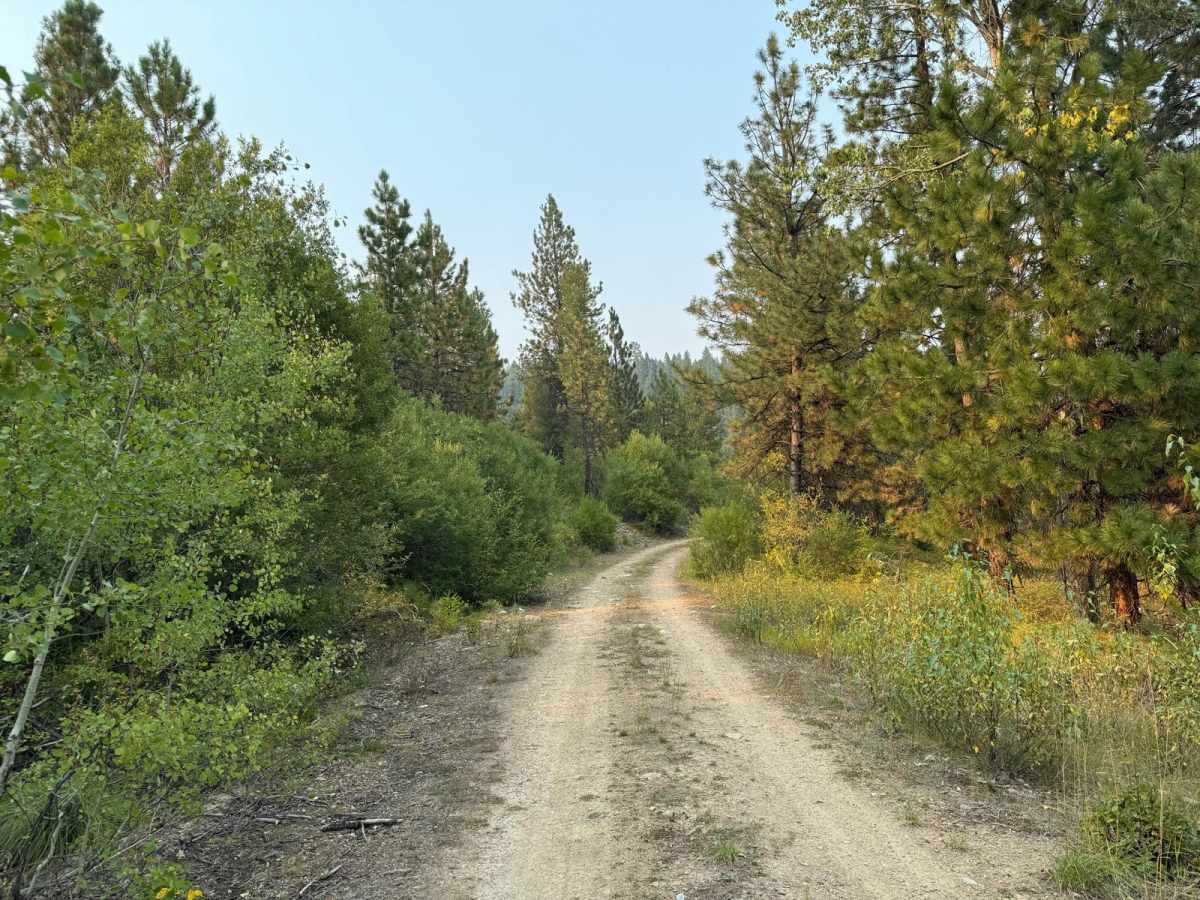 Timber photo 5