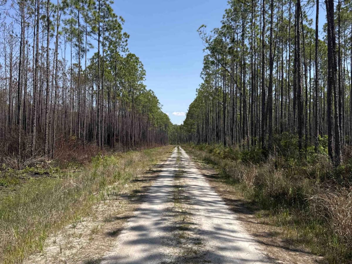 Bear Branch - Osceola NF 276 trail photo