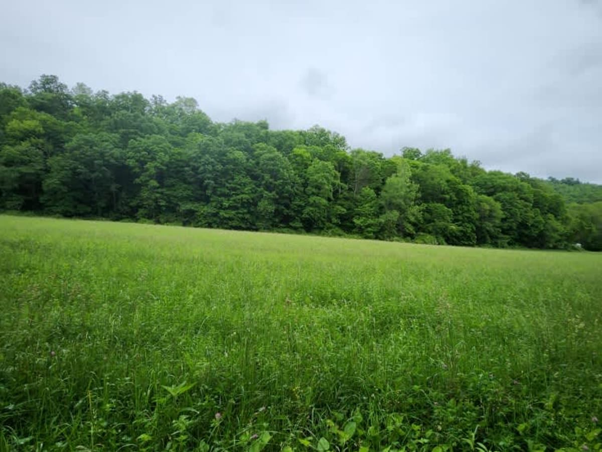 Beech Fork  Road photo 5