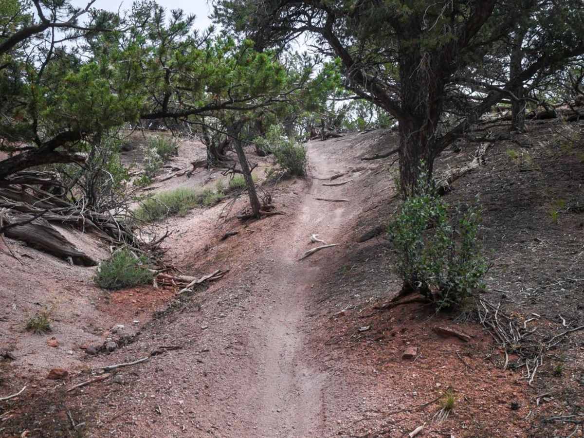 BLM 8623 photo 5